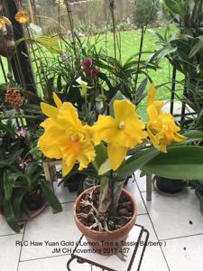 Rhyncholaeliocattleya Haw Yuan Gold