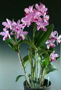 Cattleya Loddiglossa