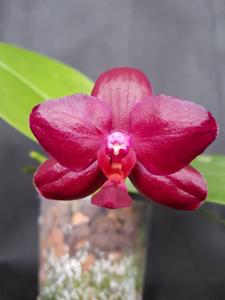 Phalaenopsis Sogo Relex