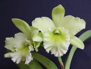 Rhyncholaeliocattleya Sung Ya Green