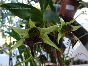 Dendrobium Green Elf