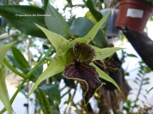 Dendrobium Green Elf