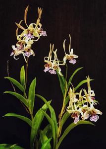 Dendrobium Jumbo Bunny