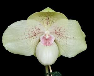 Paphiopedilum Wellesleyanum