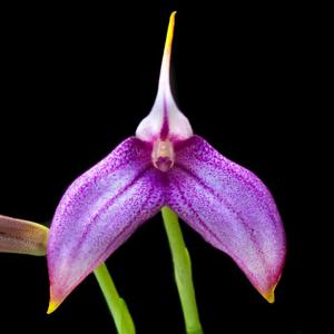 Masdevallia Ziegler's Love