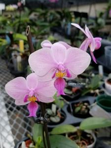 Phalaenopsis veitchiana