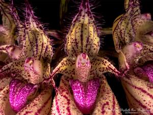 Bulbophyllum Elizabeth Ann