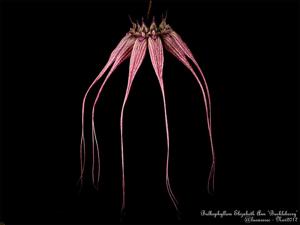 Bulbophyllum Elizabeth Ann