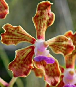 Vanda Kapoho