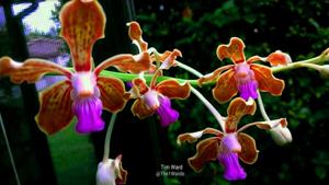 Vanda Kapoho