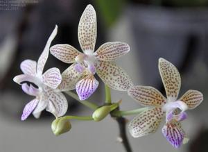 Phalaenopsis lindenii-viridis