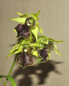 Dendrobium Green Elf