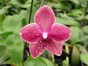 <i>Phalaenopsis</i> Brother Cortez Red-Taisuco Windian