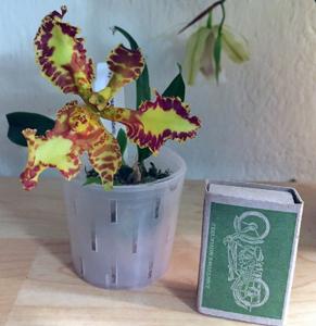 Psychopsis Mariposa