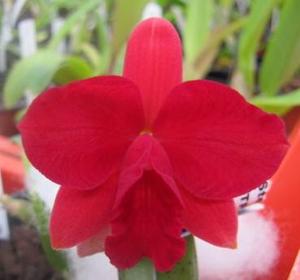 Cattleya Fire Lighter