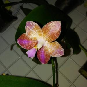 Phalaenopsis Sylvia M