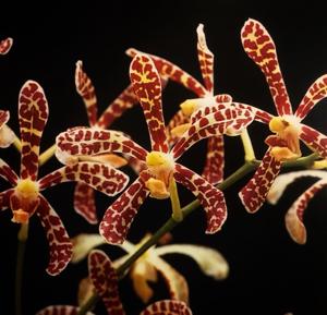 Arachnoglottis Boun Nhang Vorachith