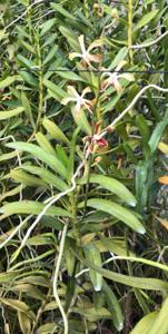 Arachnoglottis Boun Nhang Vorachith