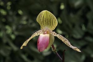 Paphiopedilum Vanguard