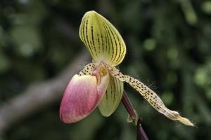 Paphiopedilum Vanguard