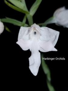 Habenaria Angel Bone