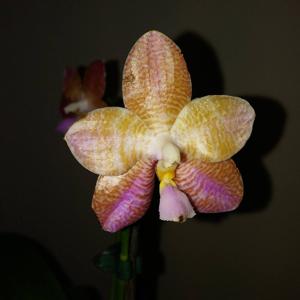 Phalaenopsis Sylvia M