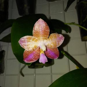 Phalaenopsis Sylvia M