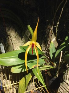 Bulbophyllum Wilbur Chang