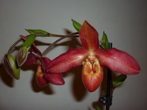 Phragmipedium Memoria Dick Clements