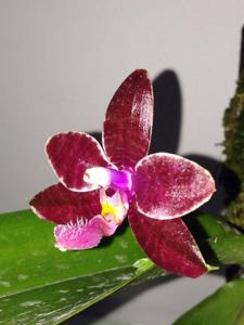 Phalaenopsis LYC Flaming Passion