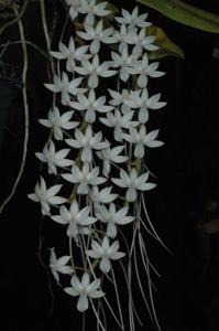 Aerangis Elro