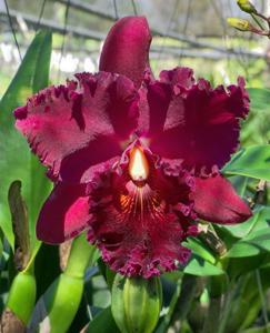 Rhyncholaeliocattleya Chia Lin