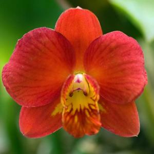 Cattleya Red Doll