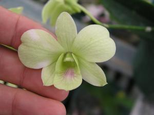 Dendrobium Leong Yok Kin