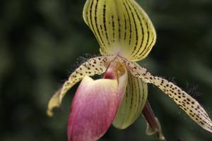 Paphiopedilum Vanguard