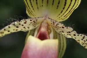 Paphiopedilum Vanguard