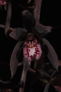 Cymbidium Australian Midnight