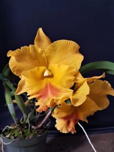 Rhyncholaeliocattleya Haadyai Delight