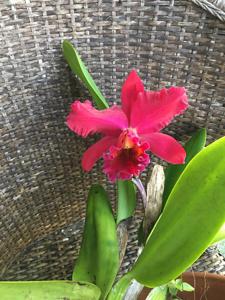 Rhyncholaeliocattleya Walnita Char