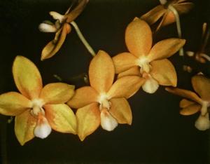 Phalaenopsis Sierra Gold