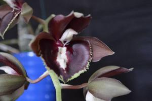 Catasetum Dagny