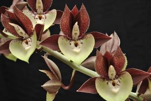 Catasetum Dagny