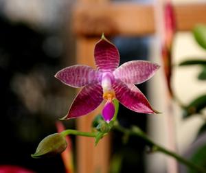 Phalaenopsis Malibu Imp