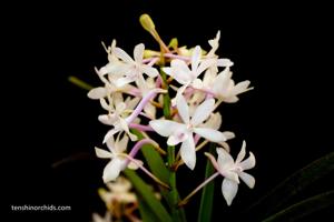 Vandachostylis Dainty