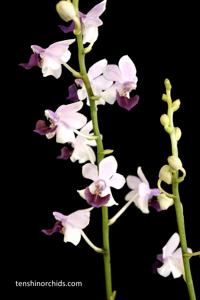 Phalaenopsis Memoria Val Rettig