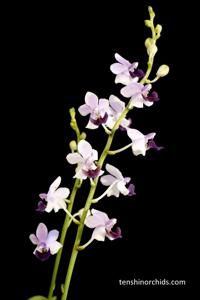 Phalaenopsis Memoria Val Rettig