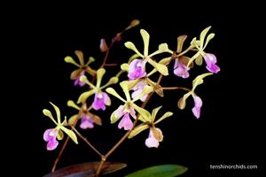 Epicyclia Serena O'Neill