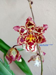 Oncostele Eye Candy