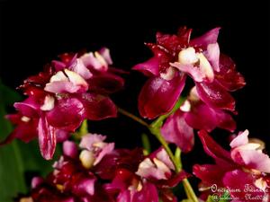 Oncidium Twinkle