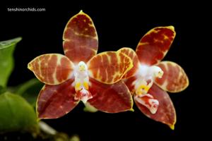 Phalaenopsis Jong's Ambotrana Cherry